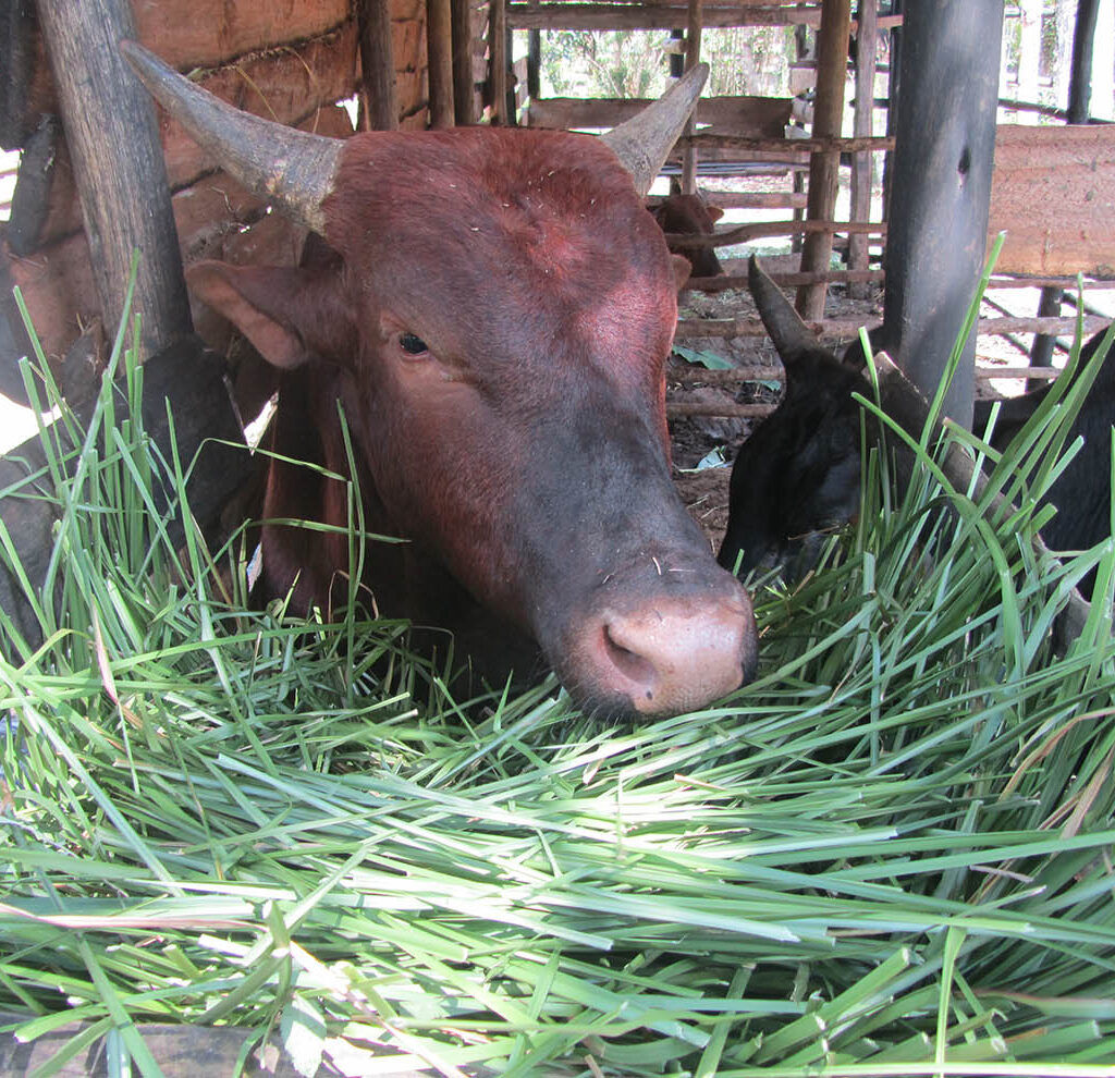 RACINE DE VÉTIVER - Madagascar - EspaceAgro