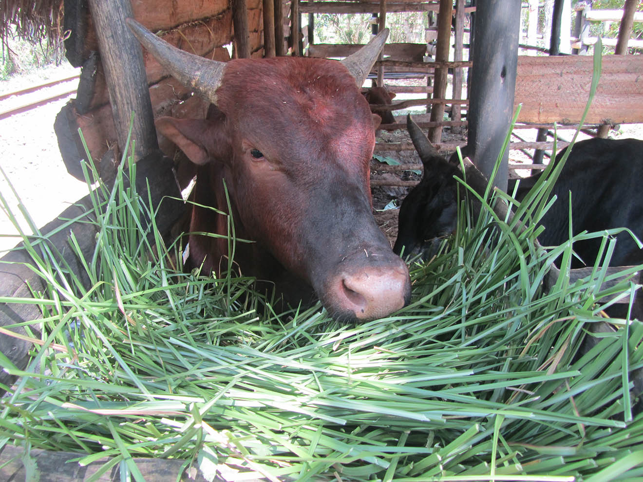 RACINE DE VÉTIVER - Madagascar - EspaceAgro